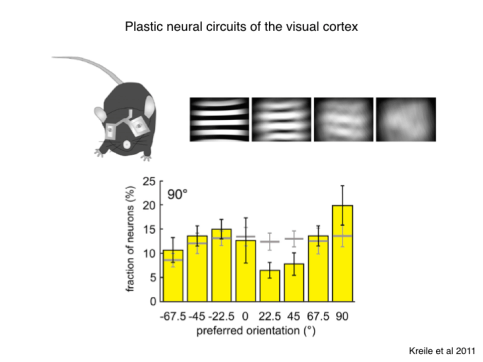 Neuro-Evo 180506.004