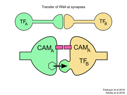 Neuro-Evo 180506.006