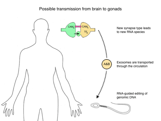 Neuro-Evo 180506.007
